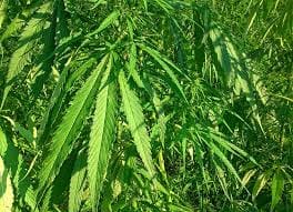 hemp plant